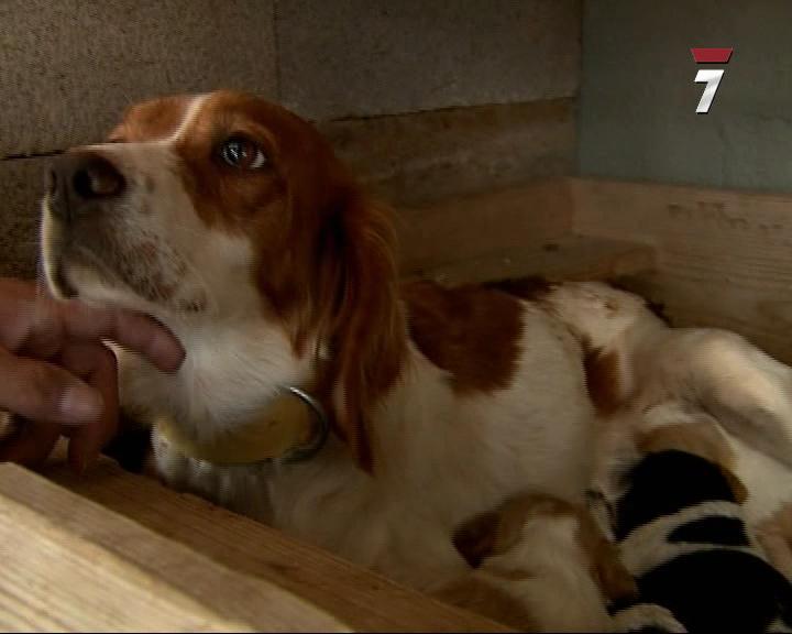 Perro Mundo