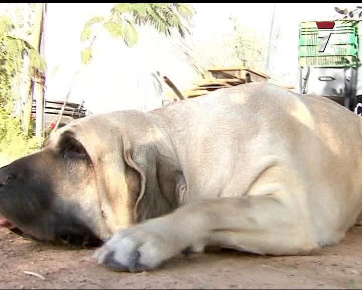 Perro Mundo
