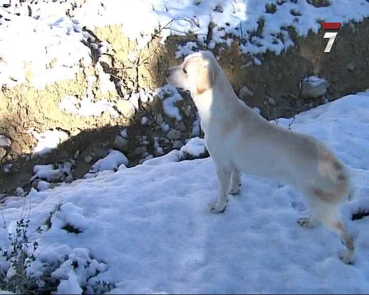 Perro Mundo