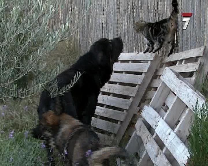 Perro Mundo