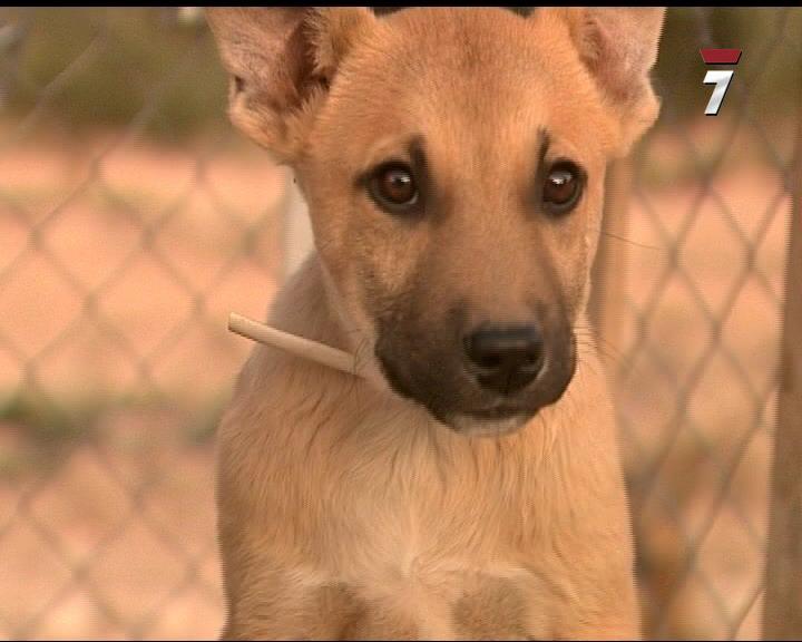 Perro Mundo